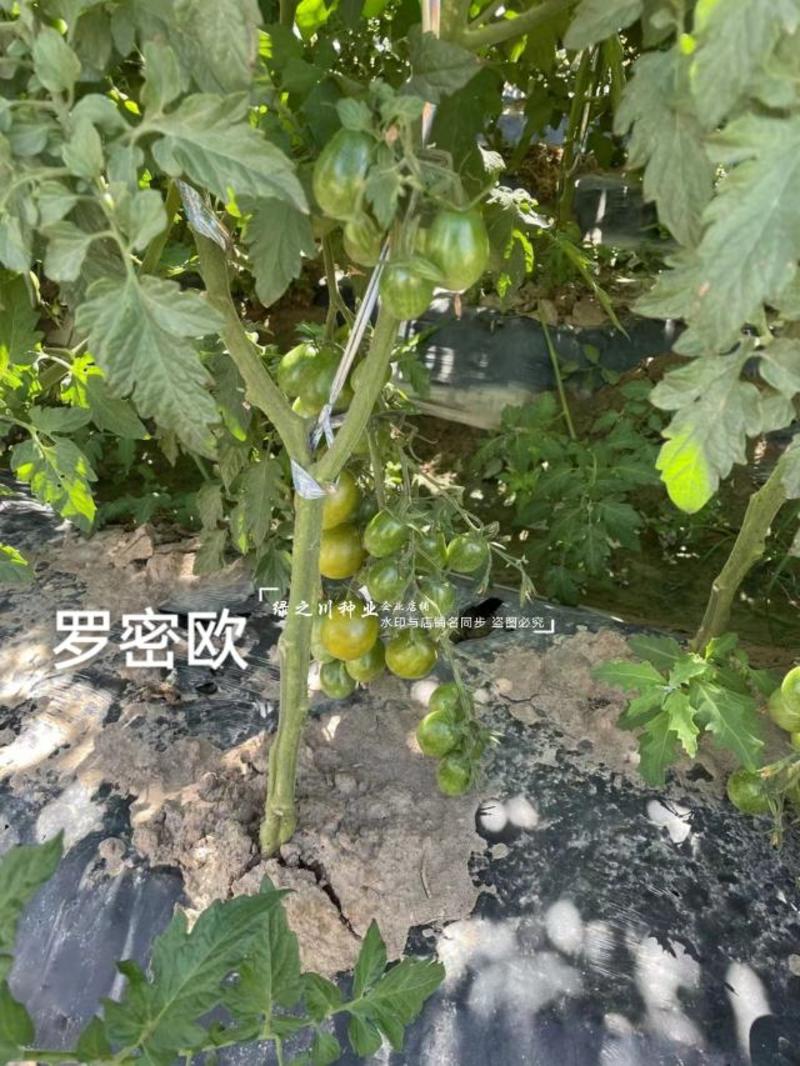 特色樱桃番茄种子罗密欧绿色小番茄种子椭圆口感好无限生长型