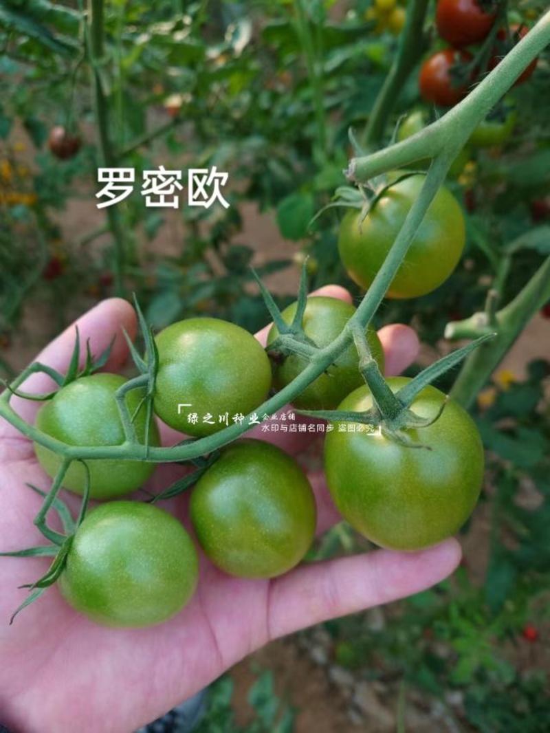 特色樱桃番茄种子罗密欧绿色小番茄种子椭圆口感好无限生长型