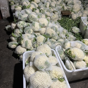 🔥有机白花菜🥦一手货源现砍现卖