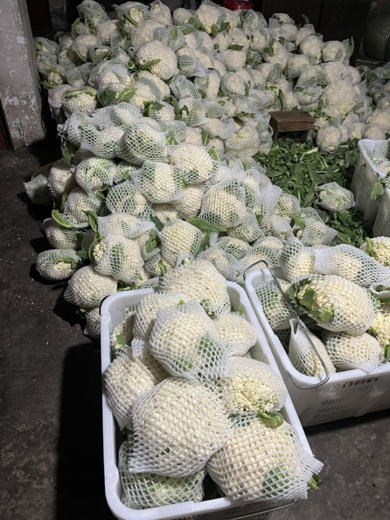 🔥有机白花菜🥦一手货源现砍现卖