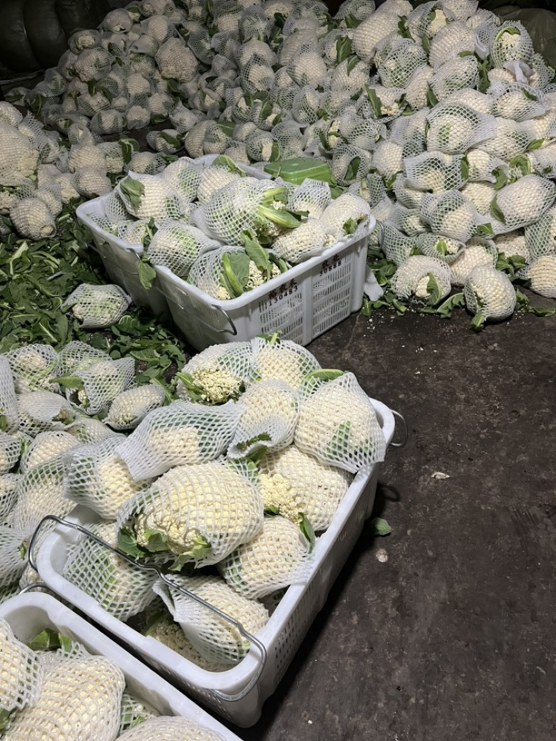 🔥有机白花菜🥦一手货源现砍现卖