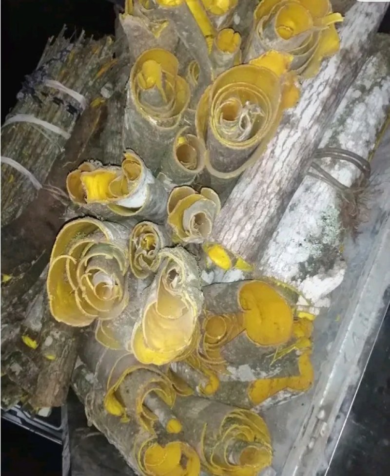 药材黄柏皮二十至三十龄老树药效好产地直供