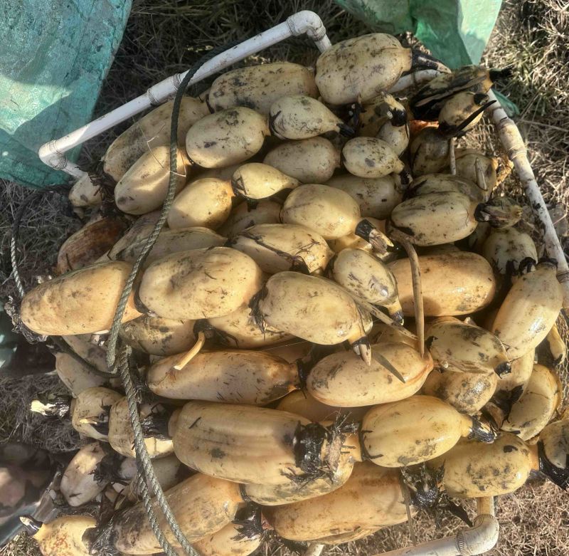 精品莲藕每天大量出货可对接全国各地批发商电商