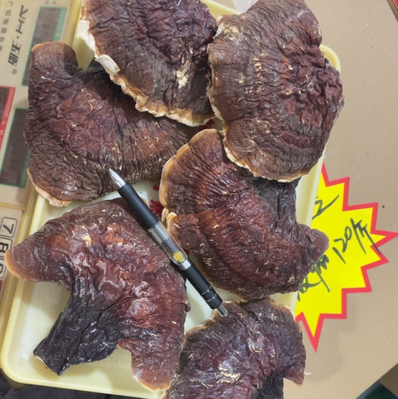 【灵芝】长白山松杉灵芝白心白肉一手货源稳定供货