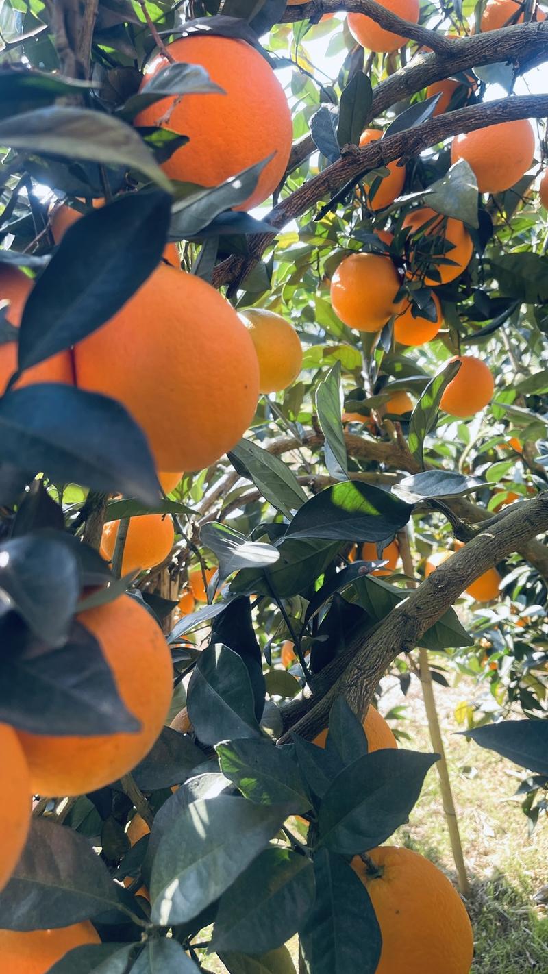 湖南里耶纽荷尔脐橙鲜果，果子均匀，干净，皮薄，可视频看货