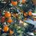 湖南里耶纽荷尔脐橙鲜果，果子均匀，干净，皮薄，可视频看货