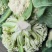 精品菜花，有机菜花白面，青梗，单棵2斤左右
