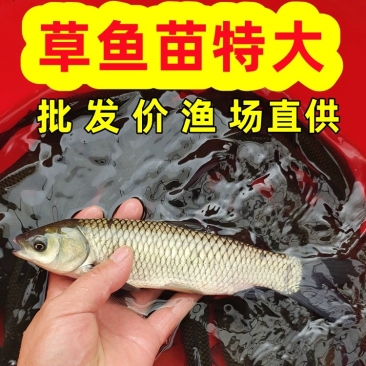 草鱼苗长江一号特大号脆肉草鱼皖鱼产地直销四大家鱼