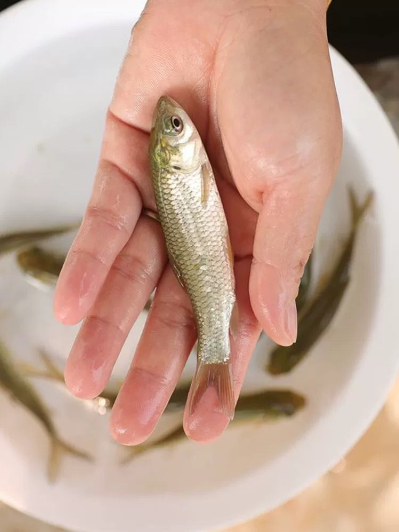 草鱼苗长江一号特大号脆肉草鱼皖鱼产地直销四大家鱼