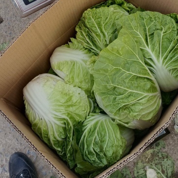 夏阳白