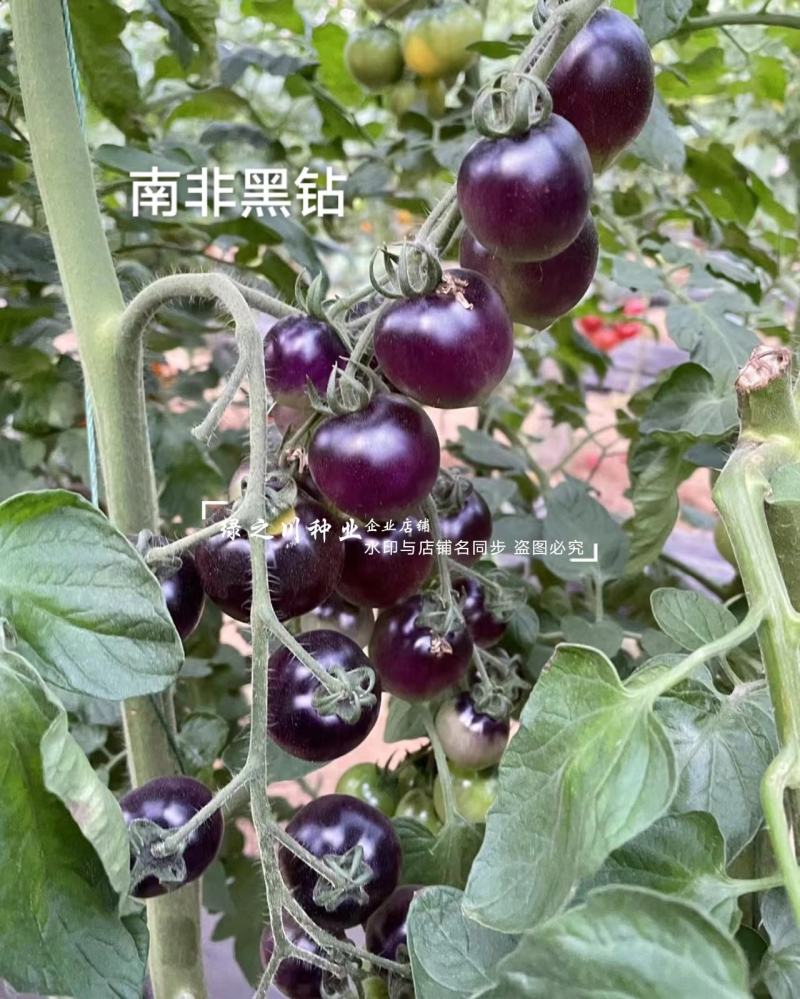 鑫特正宗黑珍珠小番茄种子无限生长型小黑珍珠种籽含糖量高