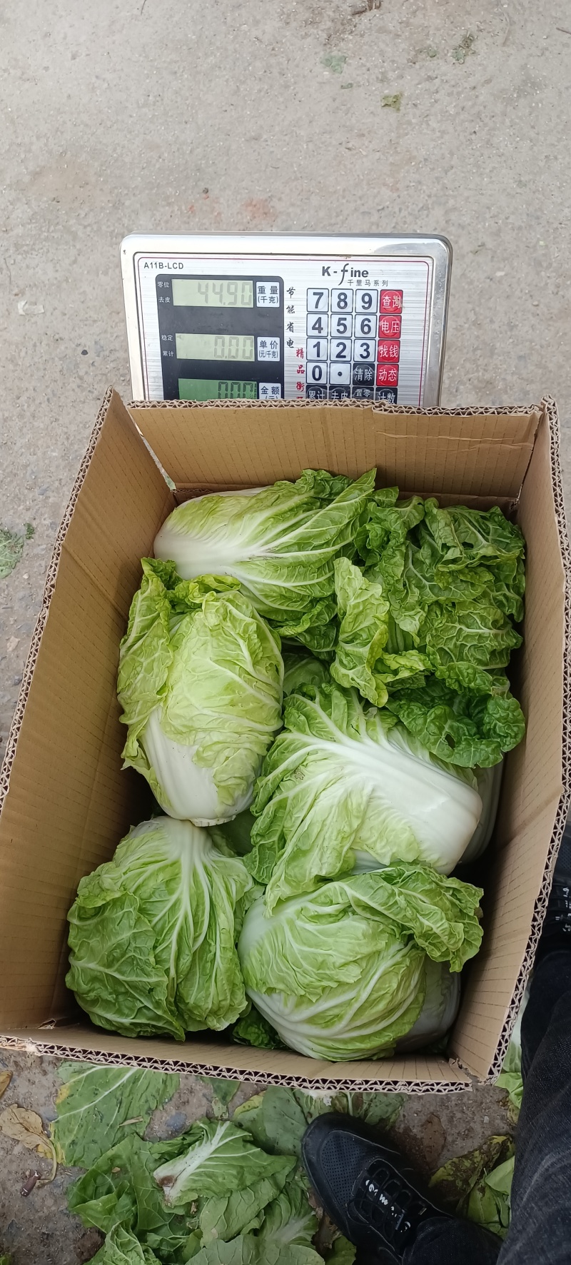 夏阳白
