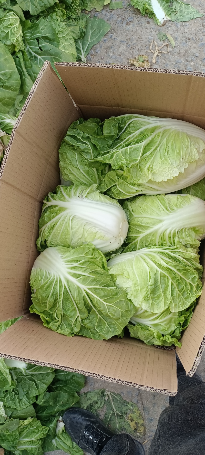 夏阳白