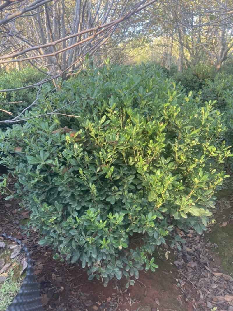 精品海桐球袋苗露天老苗从生，基地一手货源大量供应，欢迎采购