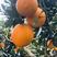 纽荷尔脐橙上亿斤的大产区果皮细腻口感甜，产地直供质量优良