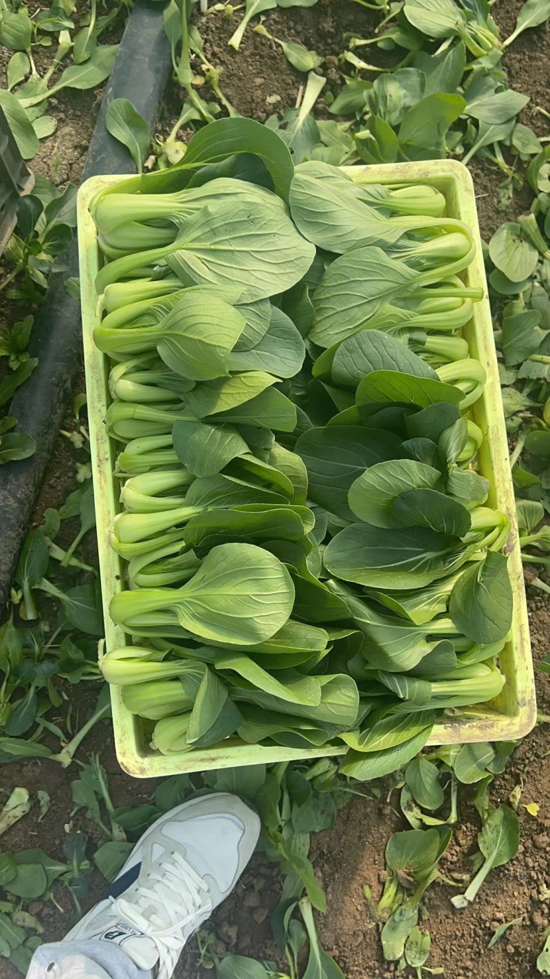安徽太和基地上海青小青菜常年供应商超配送食堂加工厂