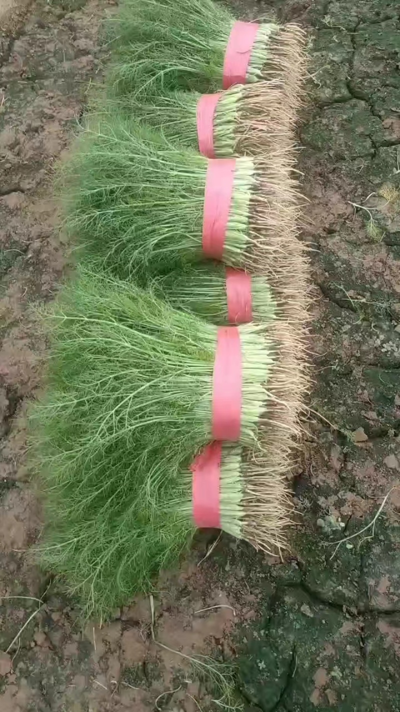 永年小茴香货量充足，量大优惠，产地发货装车商超品质