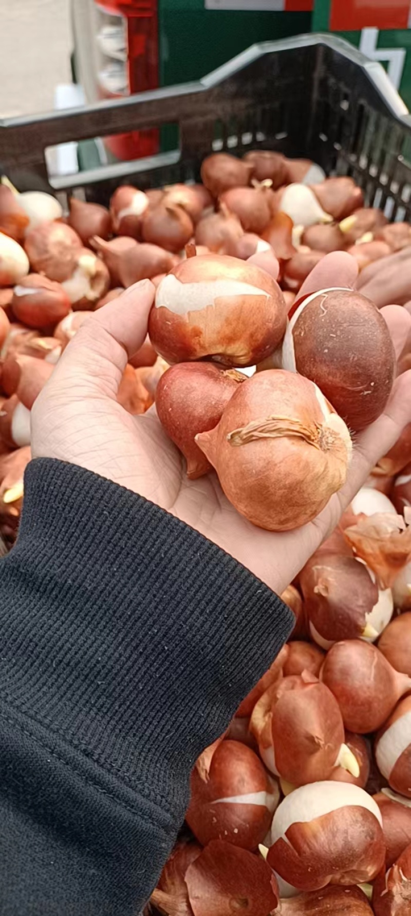 郁金香种球郁金香花海郁金香种球批发郁金香进口一代种球
