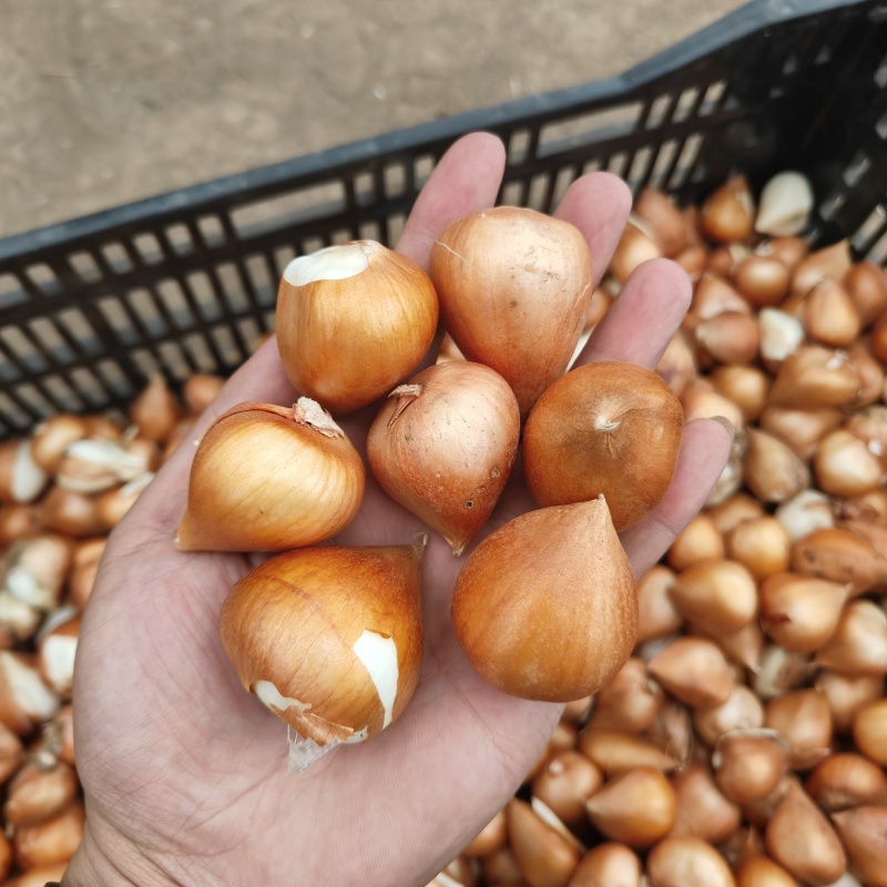 郁金香种球郁金香花海郁金香种球批发郁金香进口一代种球