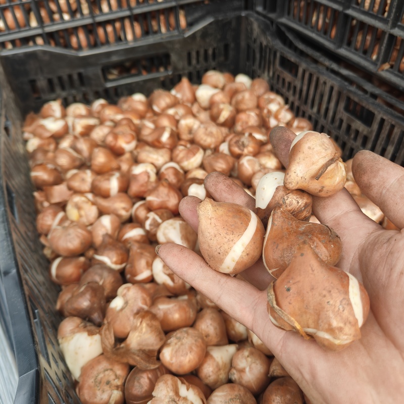 郁金香种球郁金香花海郁金香种球批发郁金香进口一代种球