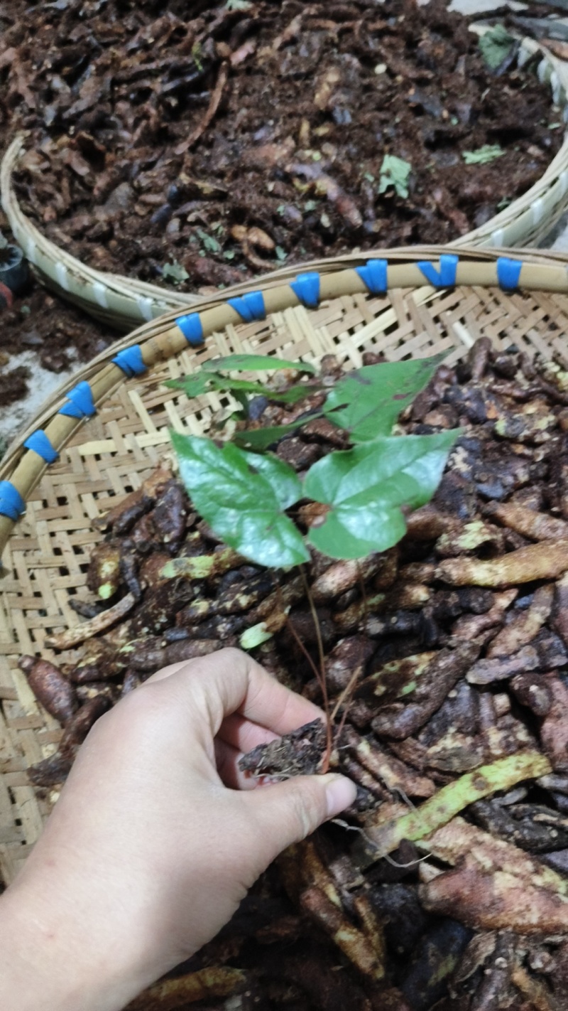 野生小叶白背淫羊藿种苗