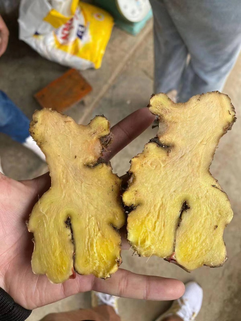 精品大黄姜大量上市