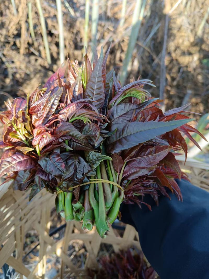 红油香椿芽