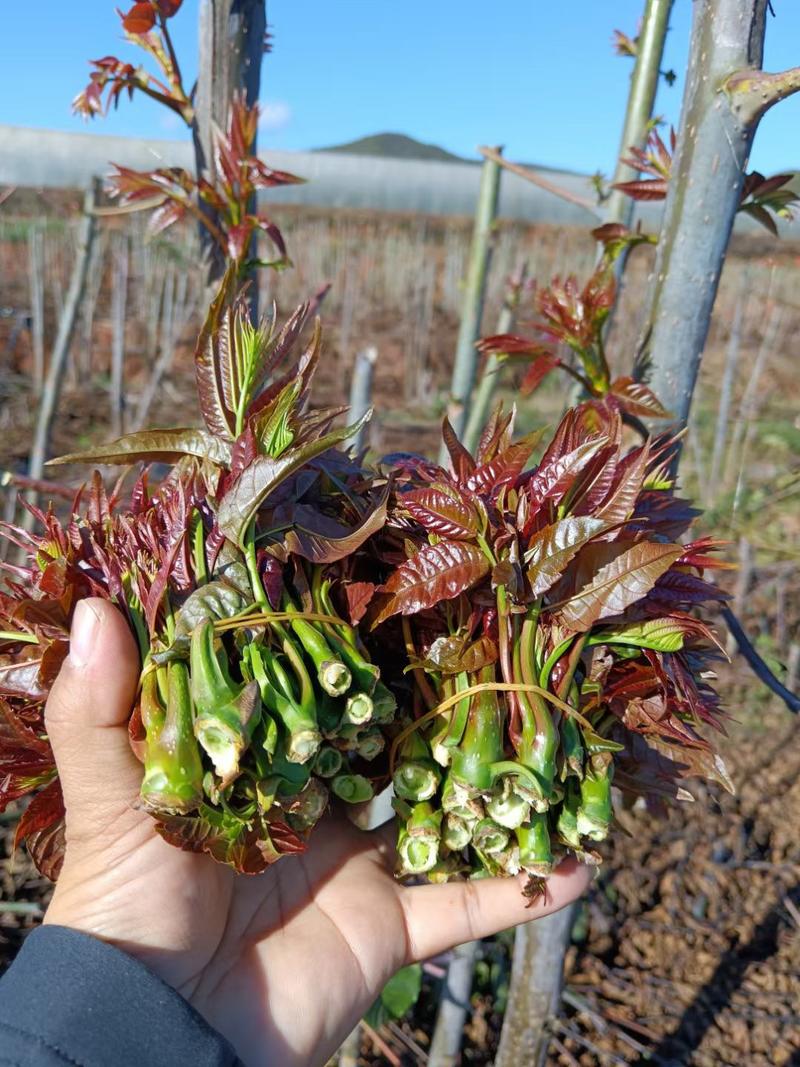 红油香椿芽