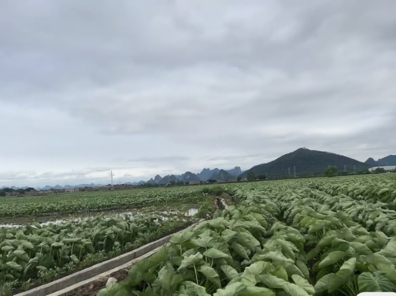 广西香芋荔浦香芋红芽芋产地直销香软粉糯。