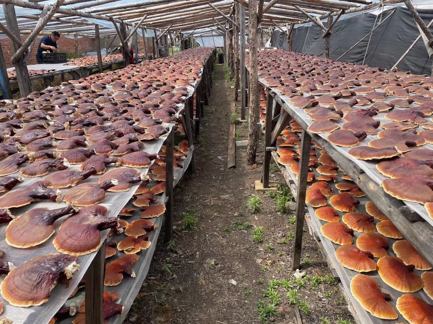 展示松杉灵芝在自然森林中的生长环境与赤芝人工栽培基地的对比 灵芝栽培环境对比图