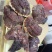【灵芝】长白山松杉灵芝白心白肉一手货源稳定供货