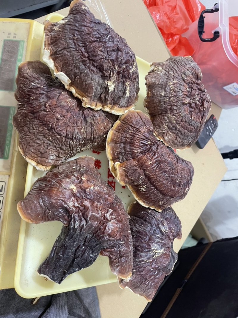 【灵芝】长白山松杉灵芝白心白肉一手货源稳定供货
