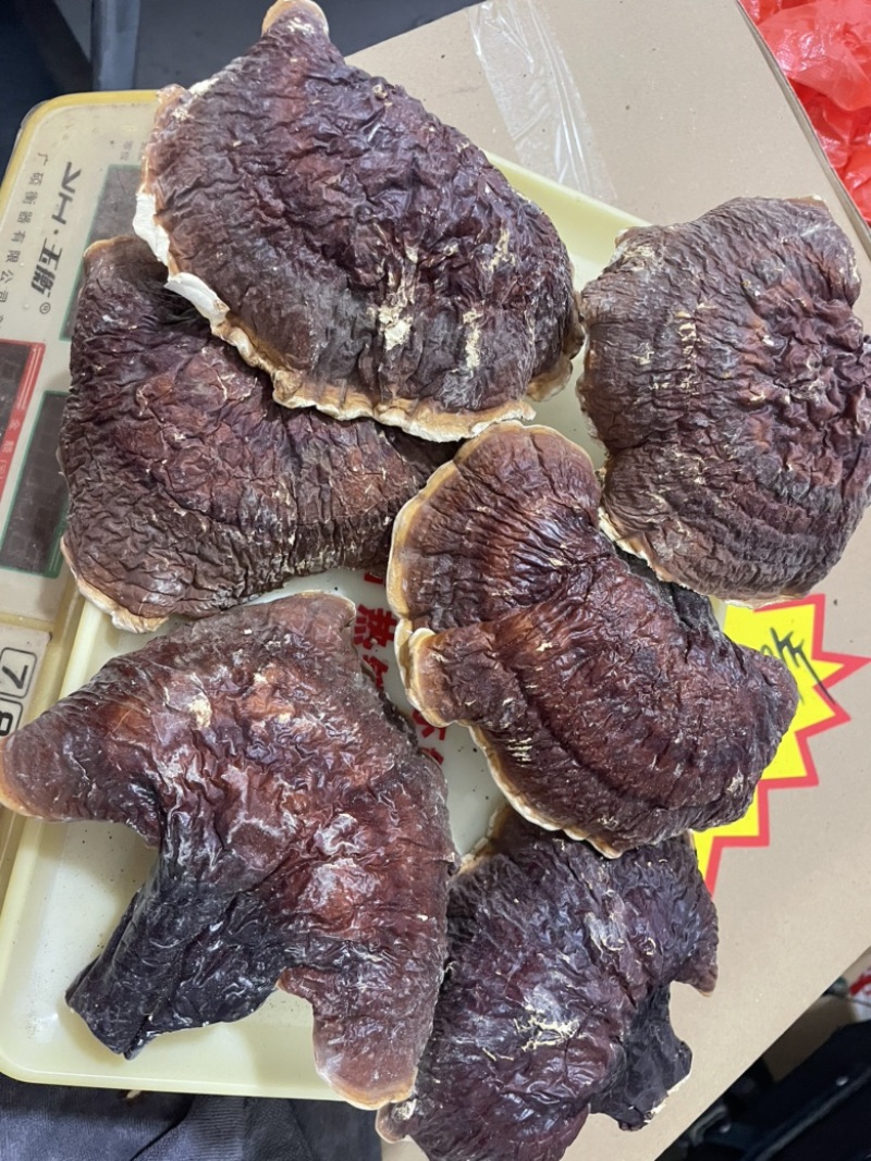 【灵芝】长白山松杉灵芝白心白肉一手货源稳定供货