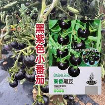 秦番黑豆樱桃番茄种子无限生长型黑紫色小番茄种子采摘园特色