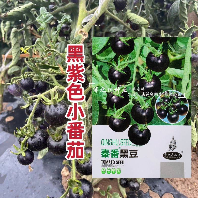 黑豆樱桃番茄种子无限生长型黑紫色小番茄种子水果番茄种子