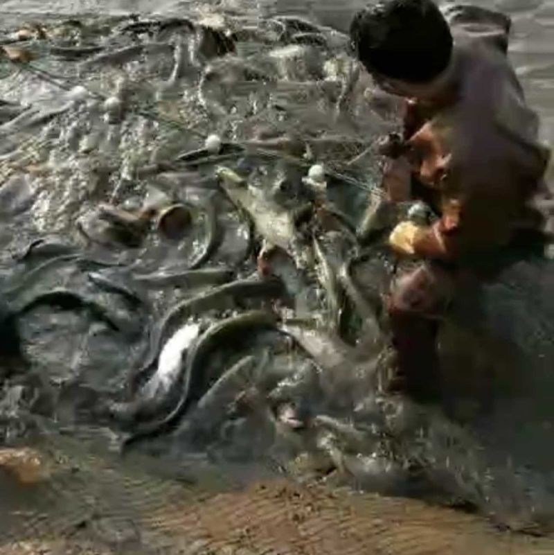 大口鲶鱼