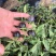 黑豆樱桃番茄种子无限生长型黑紫色小番茄种子水果番茄种子