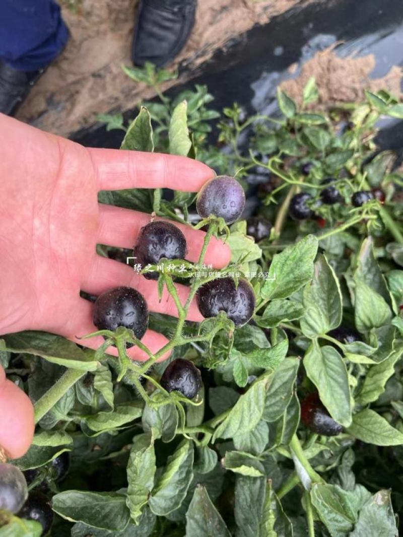 黑豆樱桃番茄种子无限生长型黑紫色小番茄种子水果番茄种子