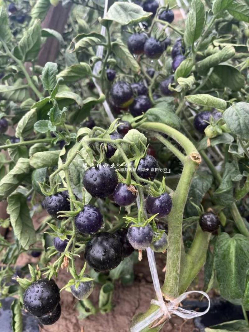 黑豆樱桃番茄种子无限生长型黑紫色小番茄种子水果番茄种子