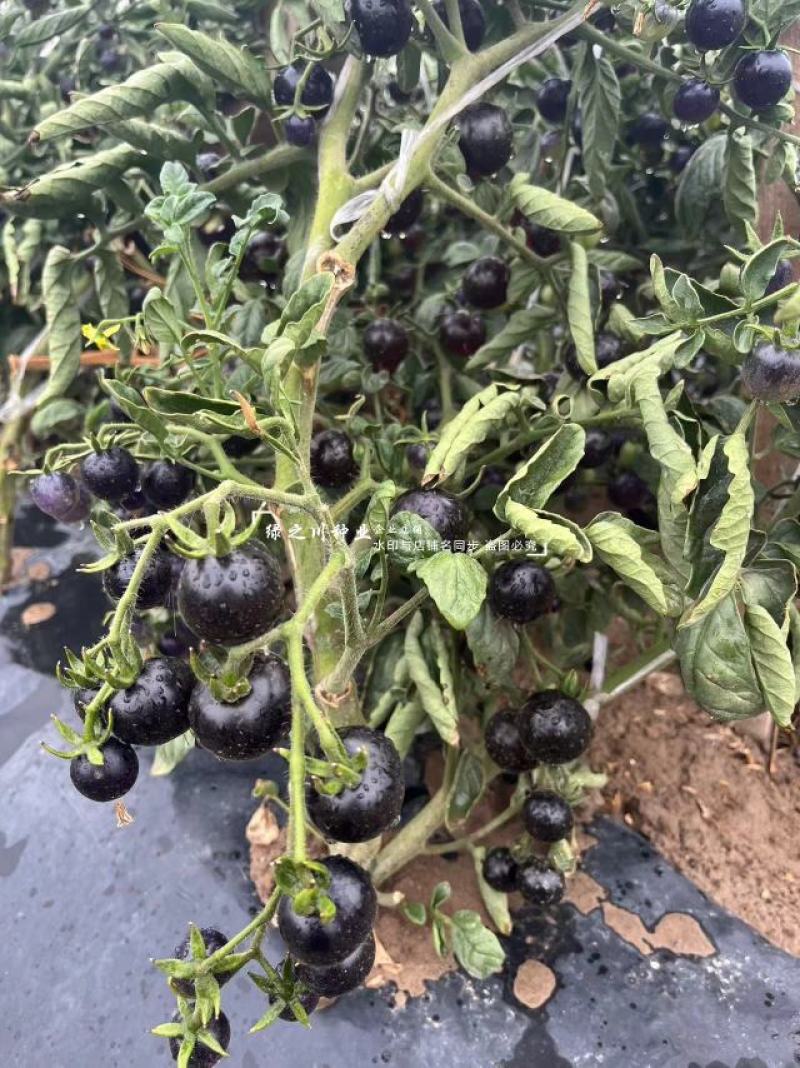 黑豆樱桃番茄种子无限生长型黑紫色小番茄种子水果番茄种子