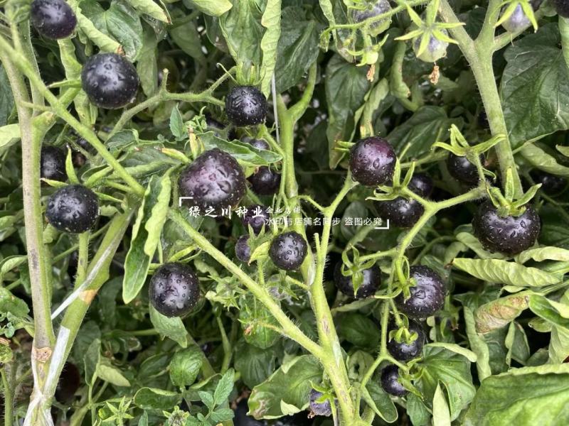 黑豆樱桃番茄种子无限生长型黑紫色小番茄种子水果番茄种子
