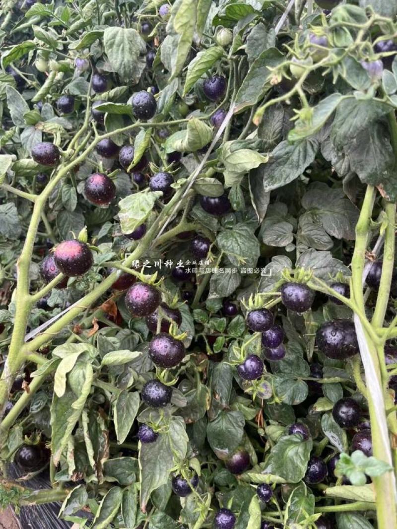 黑豆樱桃番茄种子无限生长型黑紫色小番茄种子水果番茄种子