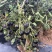 黑豆樱桃番茄种子无限生长型黑紫色小番茄种子水果番茄种子