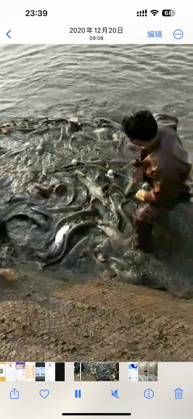 大口鲶鱼