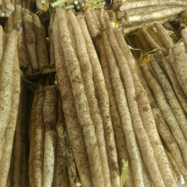 小白嘴山药