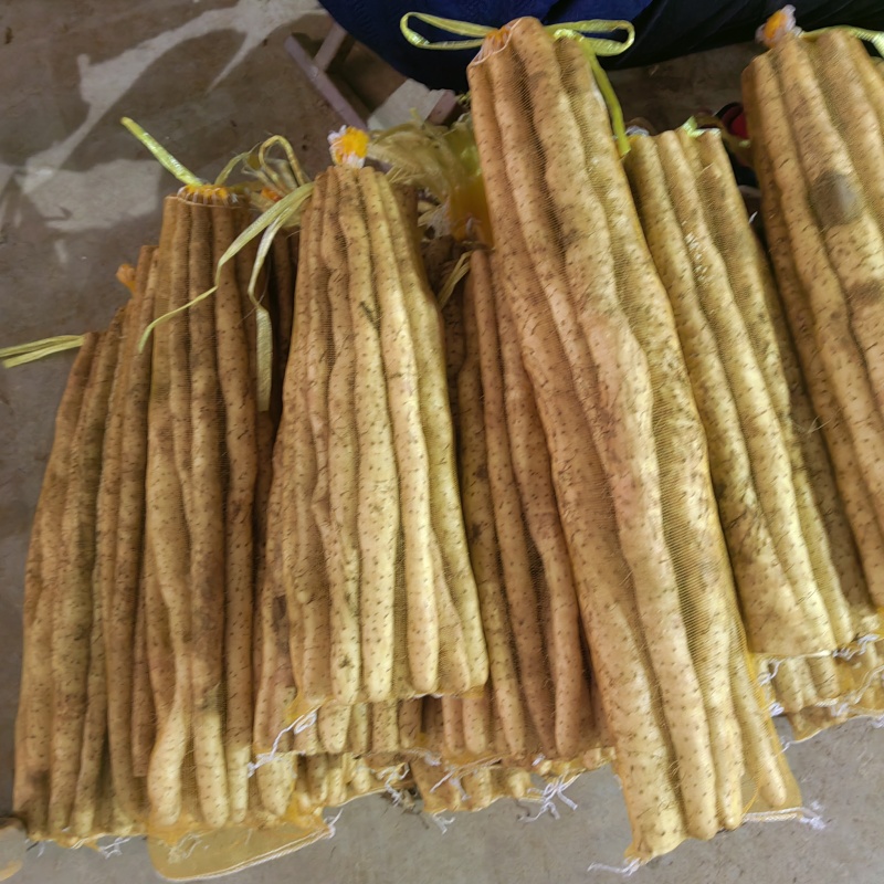 小白嘴山药