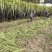 甘蔗自家种植