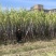 甘蔗自家种植