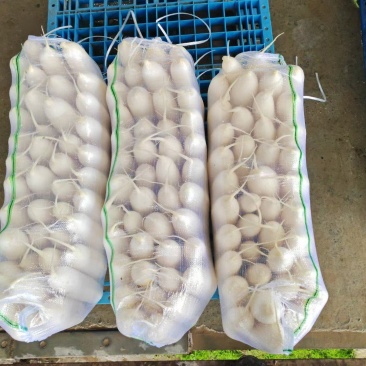 白萝卜,出口货，加工厂货，市场货，散装精品