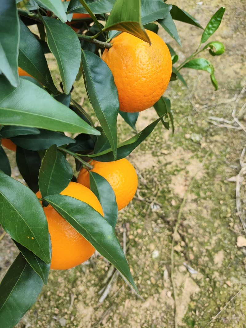 沃柑大量出售中粗皮口感很好，有需要的老板赶快联系